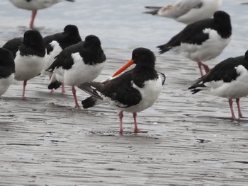 Eurasian Oystercatcher Sambanze Tideland Sun, 2/19/2023