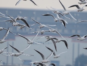 ユリカモメ ふなばし三番瀬海浜公園 2023年2月19日(日)