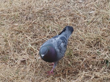 カワラバト ふなばし三番瀬海浜公園 2023年2月19日(日)