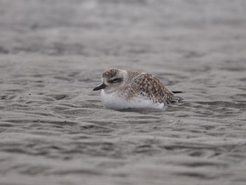 Grey Plover Sambanze Tideland Sun, 2/19/2023