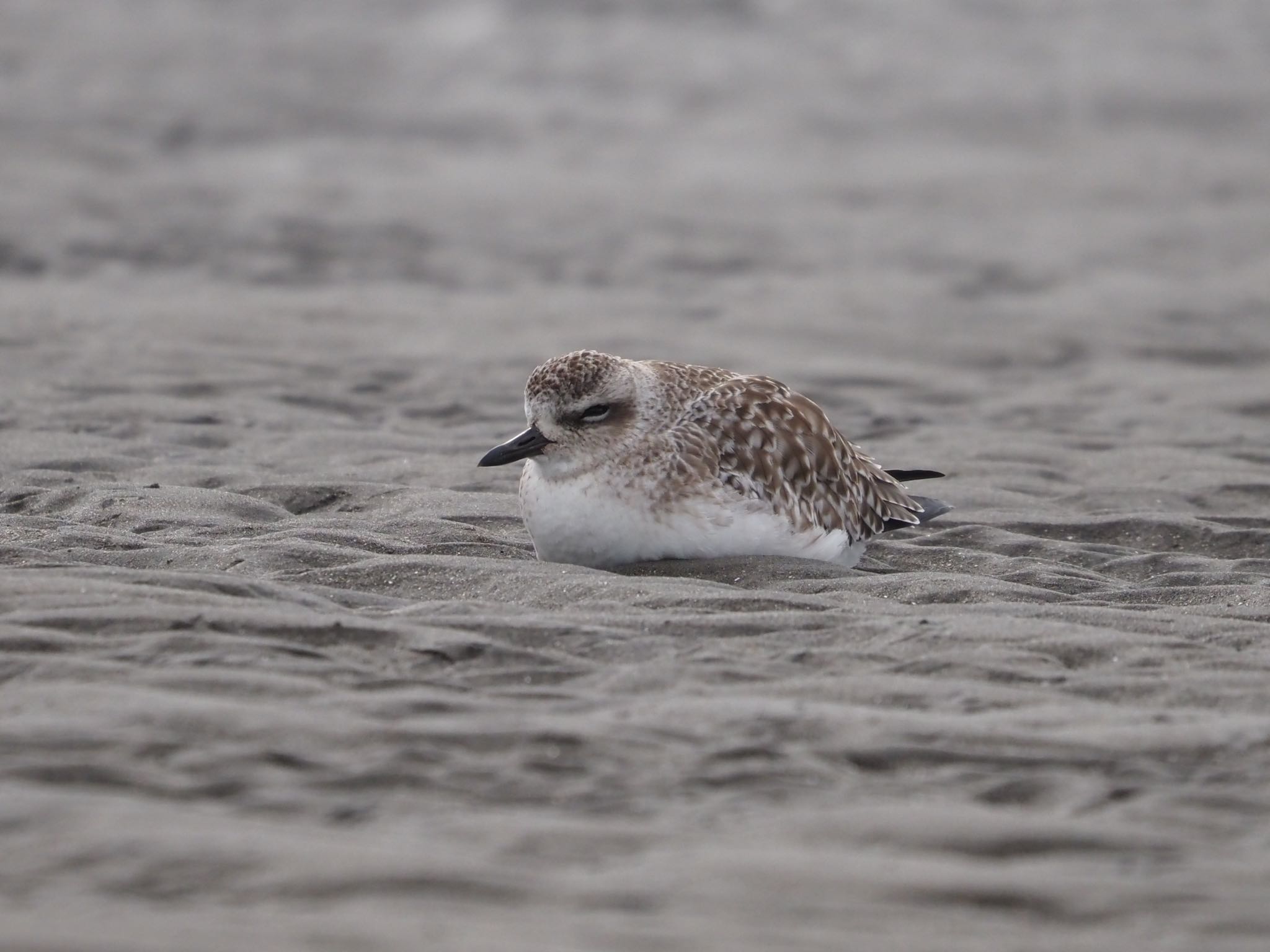 Photo of Grey Plover at Sambanze Tideland by むかいさん