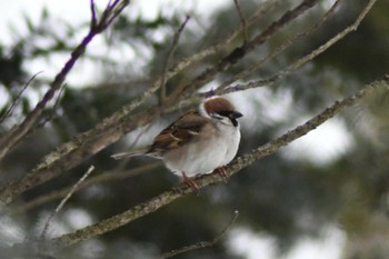 Eurasian Tree Sparrow Kushiro Wetland National Park Sun, 2/19/2023