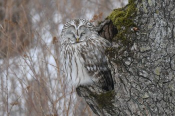 Ural Owl(japonica) Kushiro Wetland National Park Sun, 2/19/2023