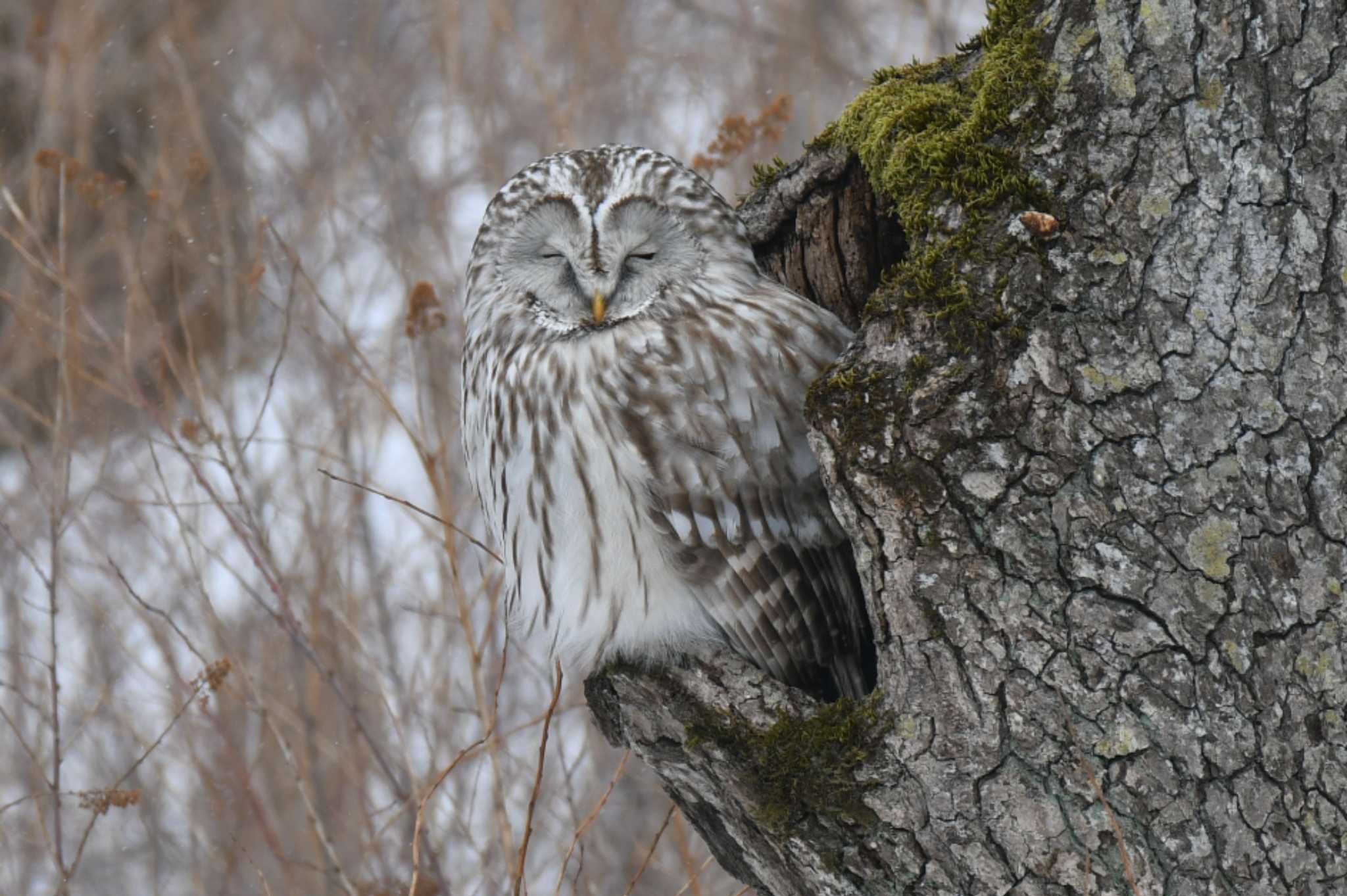 Photo of Ural Owl(japonica) at Kushiro Wetland National Park by オガワミチ