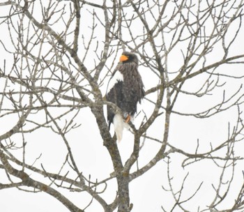 Steller's Sea Eagle Kushiro Wetland National Park Sun, 2/19/2023