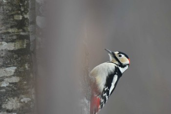 Great Spotted Woodpecker Kushiro Wetland National Park Sun, 2/19/2023