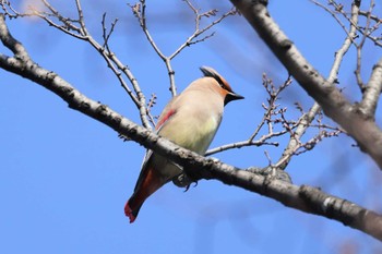 Japanese Waxwing 川崎市 Sat, 2/18/2023