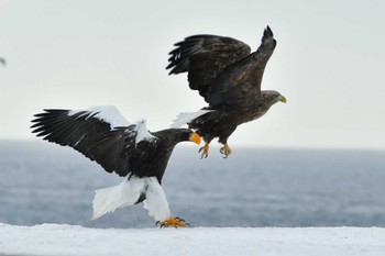 2023年2月16日(木) 羅臼ネイチャークルーズの野鳥観察記録