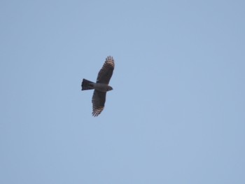 Eurasian Sparrowhawk Mizumoto Park Sat, 2/18/2023