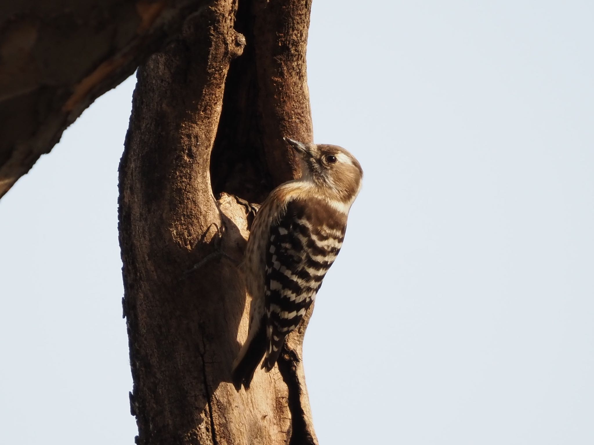 Photo of Japanese Pygmy Woodpecker at Mizumoto Park by むかいさん