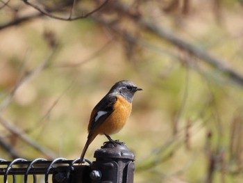 Daurian Redstart Unknown Spots Sat, 2/18/2023