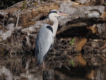 Grey Heron Mizumoto Park Sat, 2/18/2023