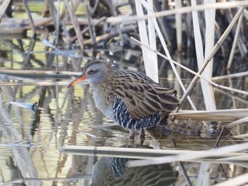 Brown-cheeked Rail Mizumoto Park Sat, 2/18/2023