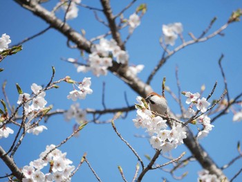 Russet Sparrow 長野市 Sat, 4/28/2018