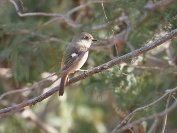 Daurian Redstart Mizumoto Park Sat, 2/18/2023