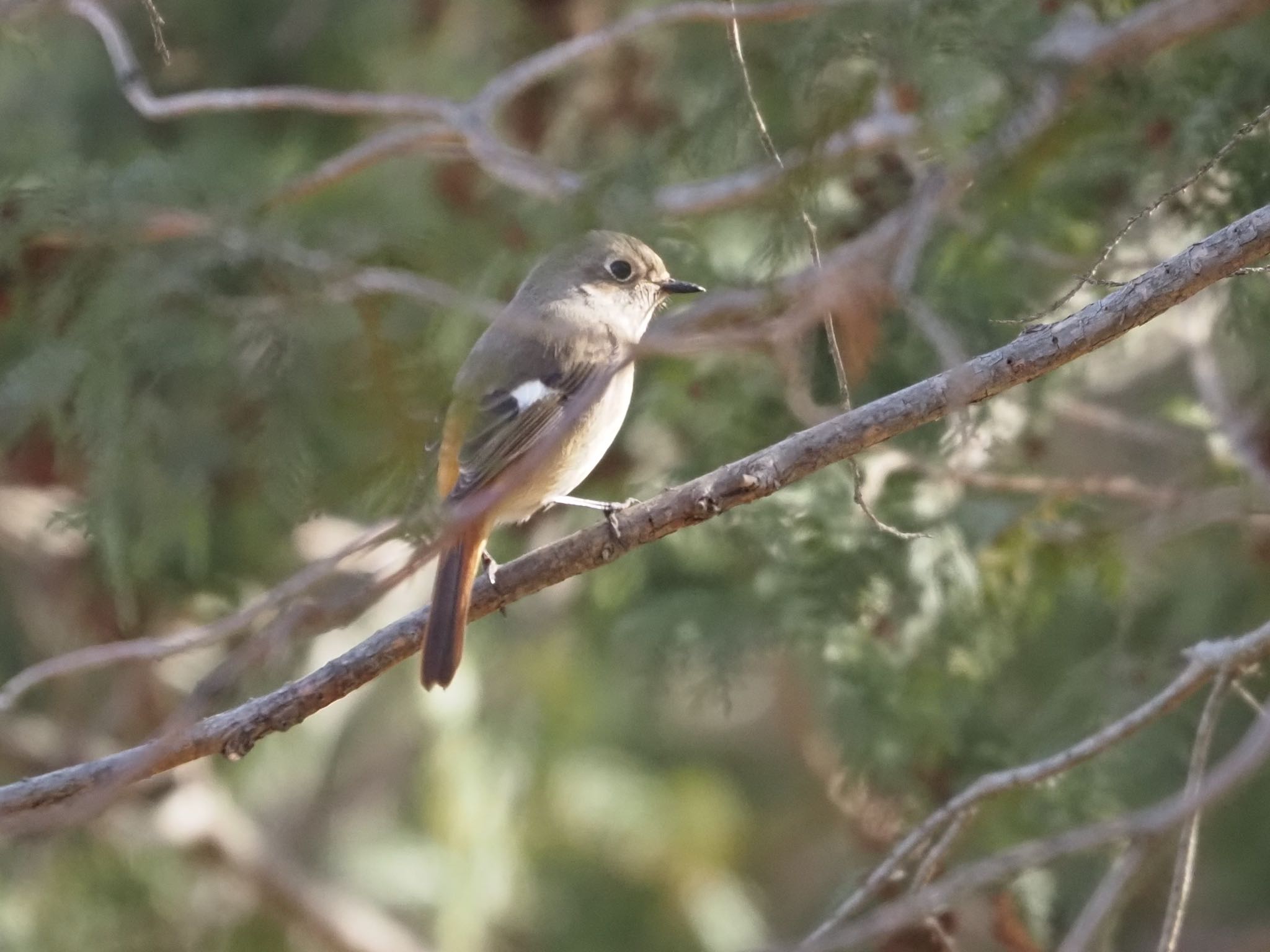 Photo of Daurian Redstart at Mizumoto Park by むかいさん