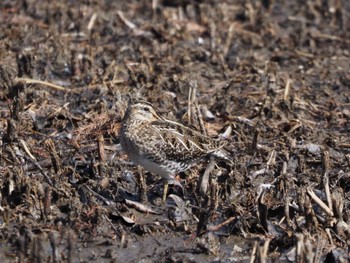 Common Snipe Mizumoto Park Sat, 2/18/2023