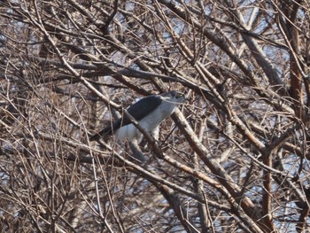 Eurasian Goshawk Mizumoto Park Sat, 2/18/2023