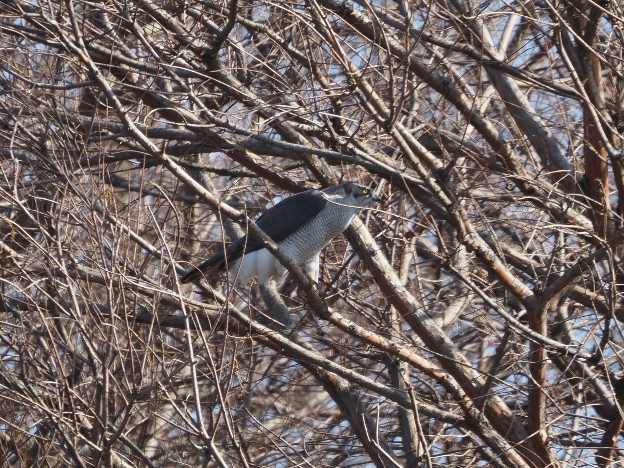 水元公園 オオタカの写真 by むかいさん