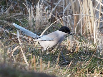 Azure-winged Magpie Mizumoto Park Sat, 2/18/2023