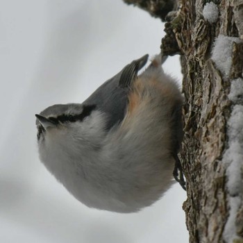 Eurasian Nuthatch(asiatica) 和琴半島 Mon, 2/20/2023