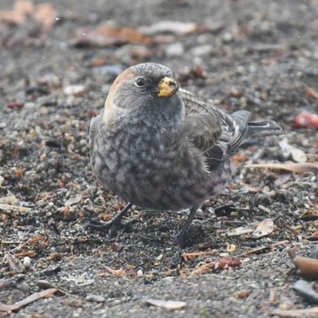 Asian Rosy Finch 和琴半島 Mon, 2/20/2023