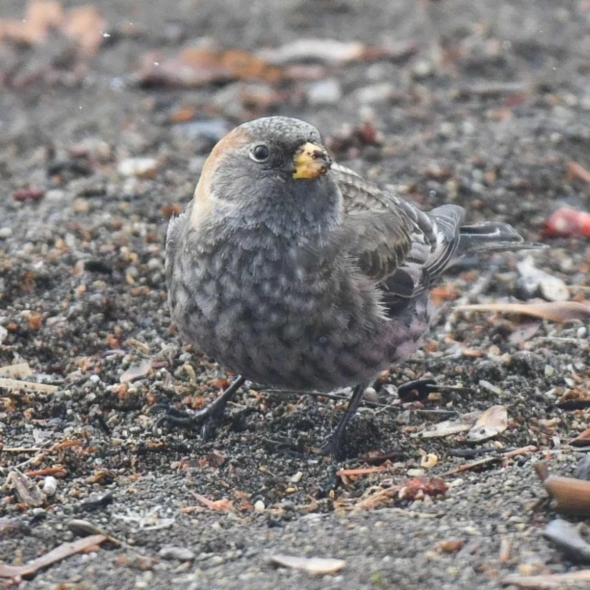 和琴半島 ハギマシコの写真