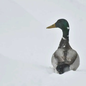 Mallard 和琴半島 Mon, 2/20/2023