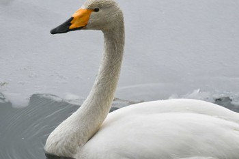 Whooper Swan 和琴半島 Mon, 2/20/2023