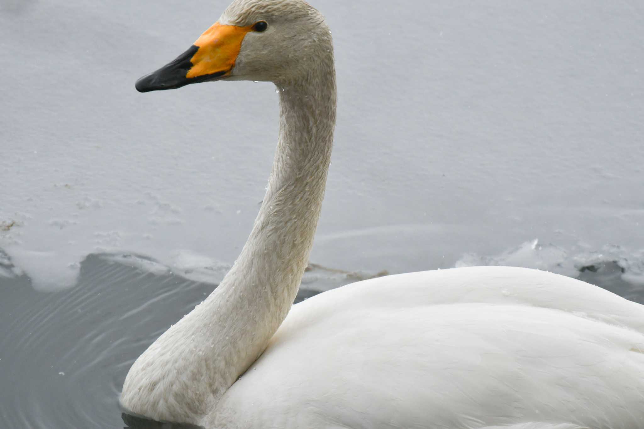 Photo of Whooper Swan at 和琴半島 by オガワミチ