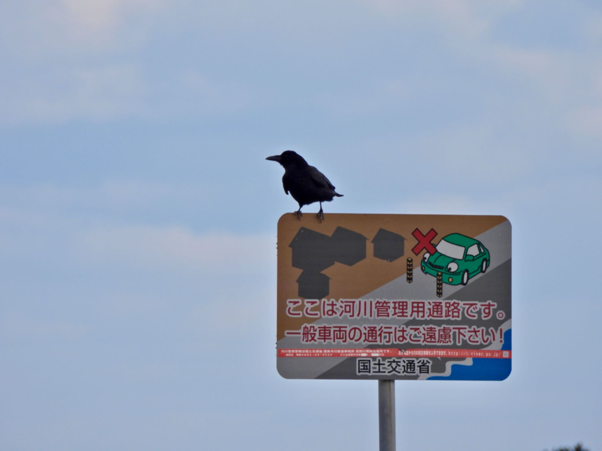 Photo of Carrion Crow at 吉野川河口 by クロやん