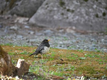 Sat, 4/28/2018 Birding report at 長野市