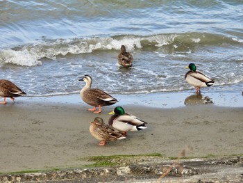 Eastern Spot-billed Duck 吉野川河口 Tue, 2/14/2023