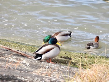 Mallard 吉野川河口 Tue, 2/14/2023