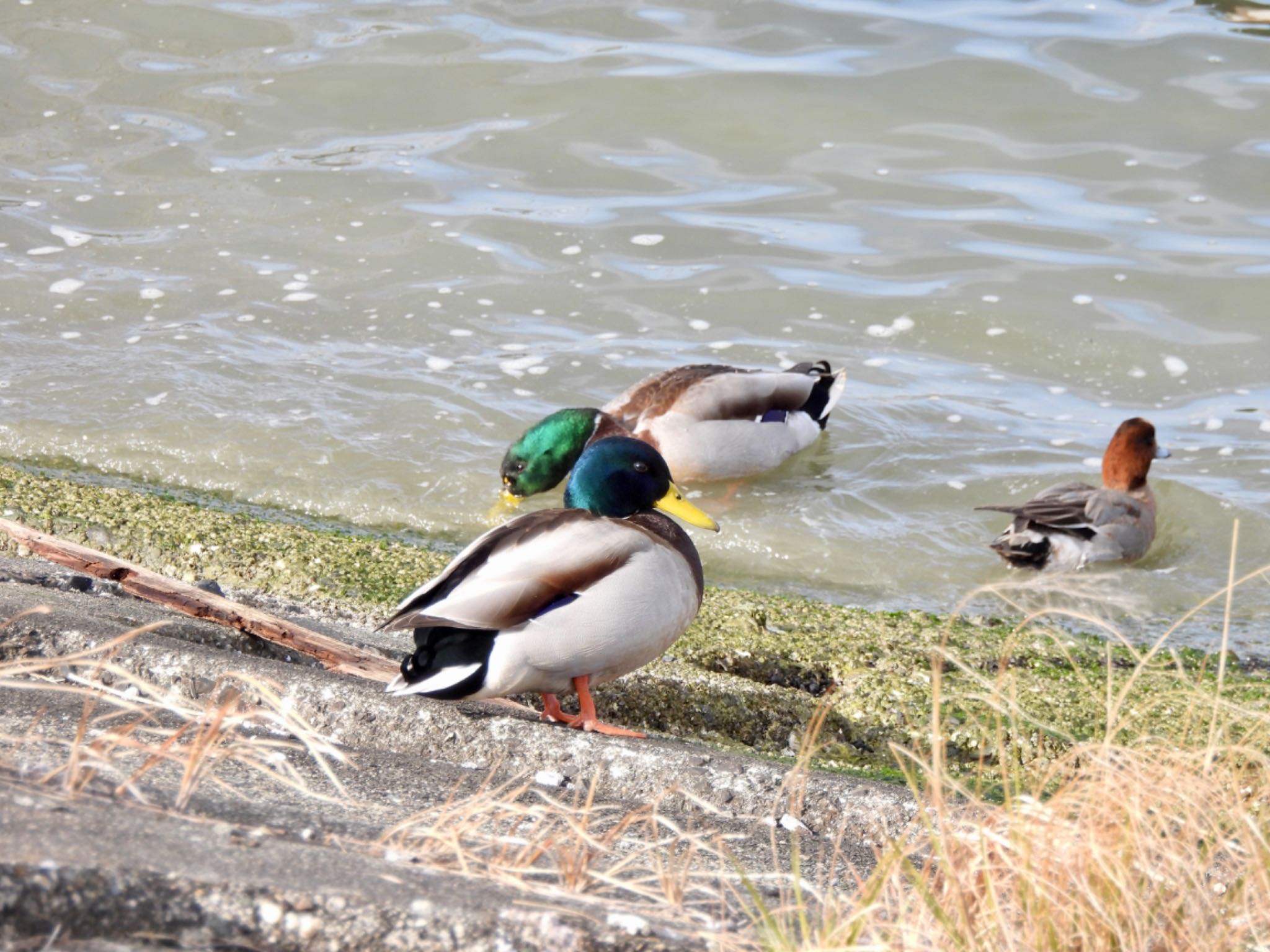 Mallard