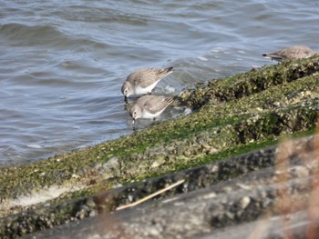 Dunlin 吉野川河口 Tue, 2/14/2023