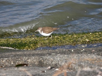 Common Sandpiper 吉野川河口 Tue, 2/14/2023