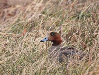 Eurasian Wigeon 吉野川河口 Tue, 2/14/2023