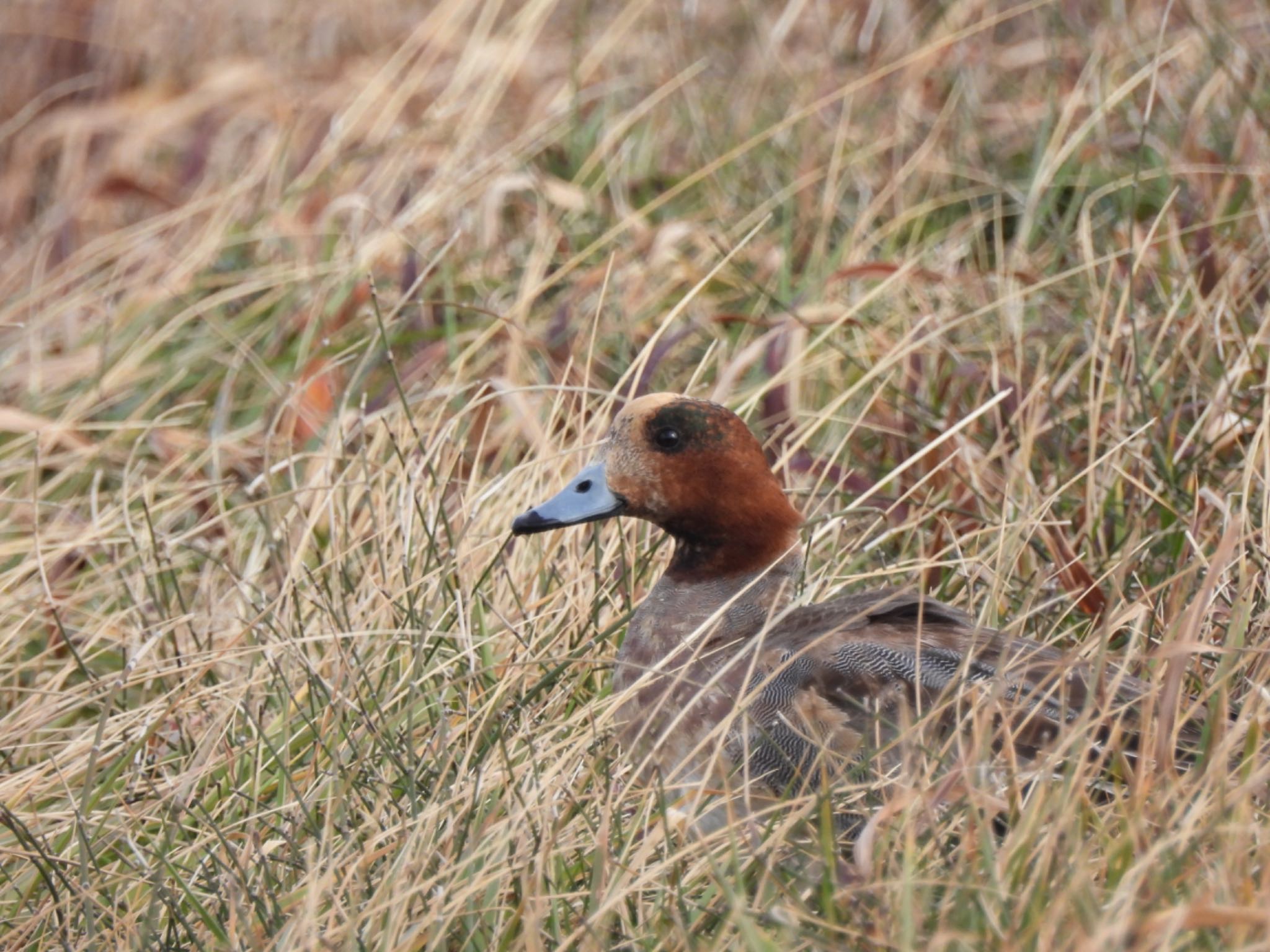 Eurasian Wigeon