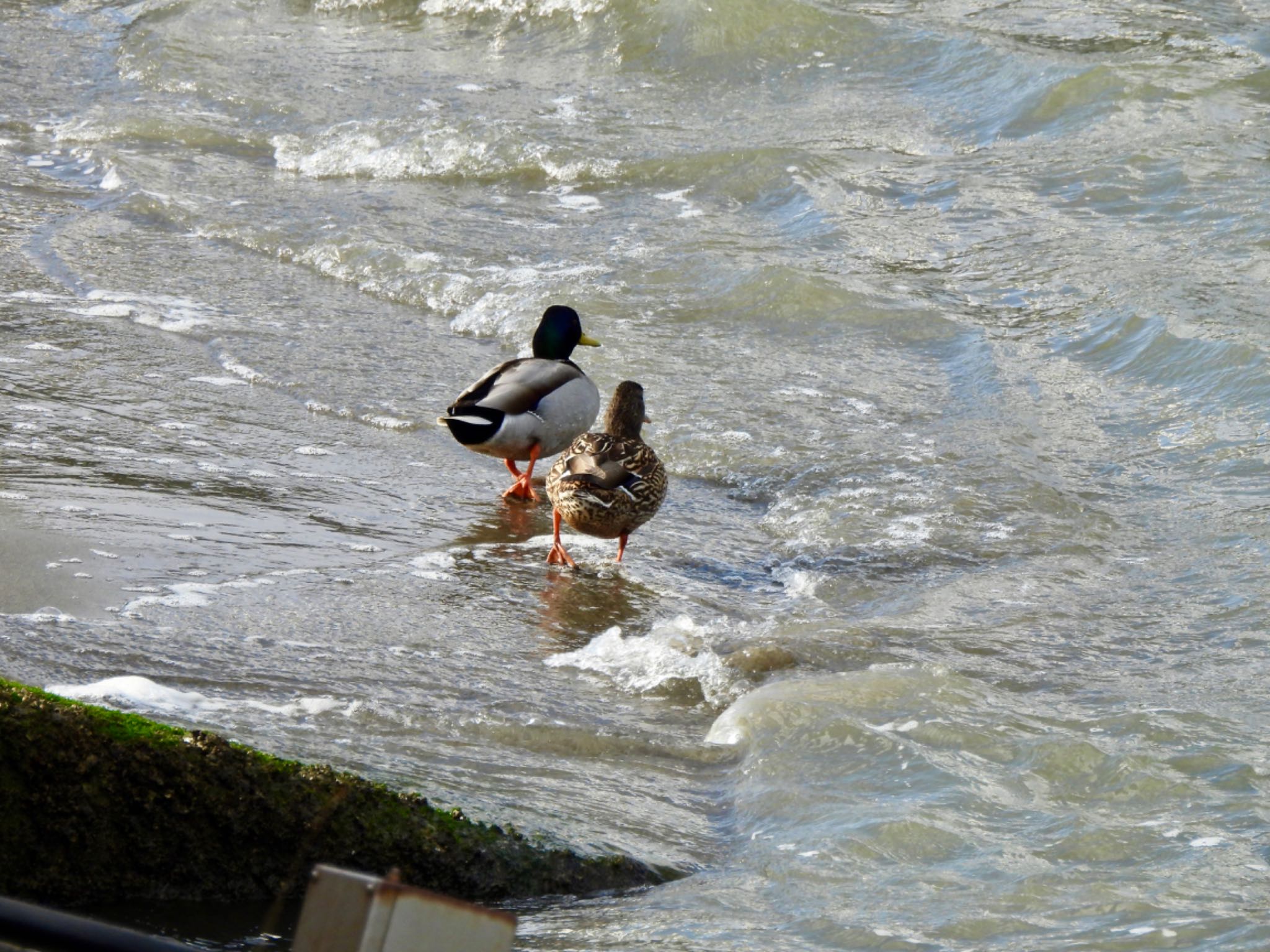 Mallard