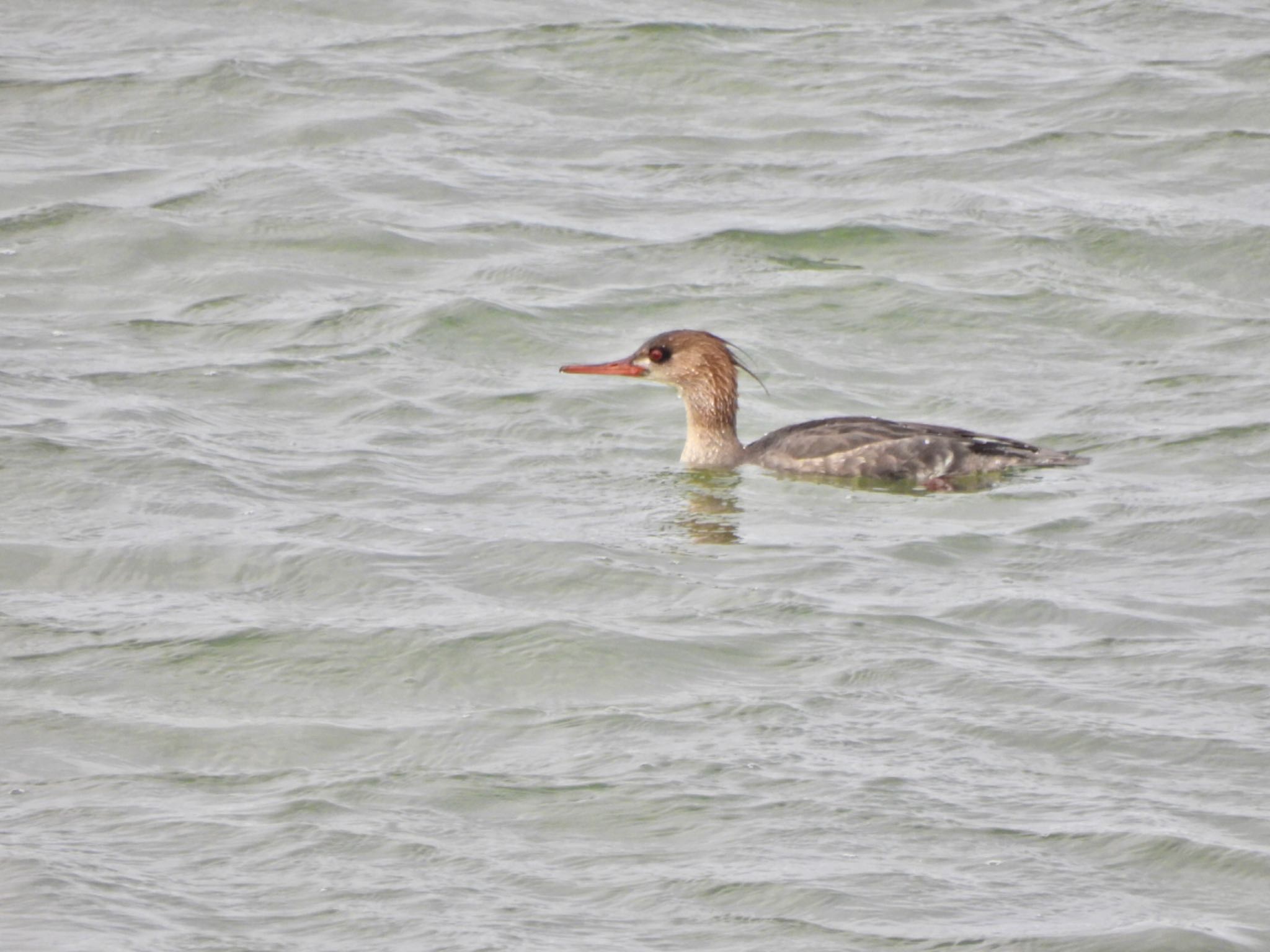 Red-breasted Merganser