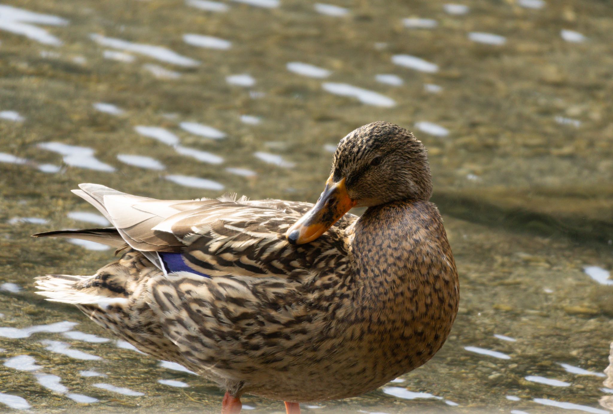 北大研究林(北海道大学苫小牧研究林) マガモの写真