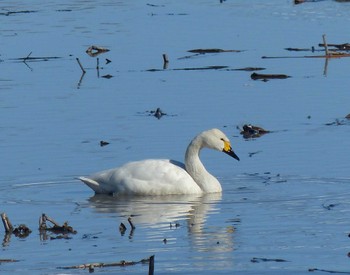 Fri, 2/17/2023 Birding report at Fukushimagata