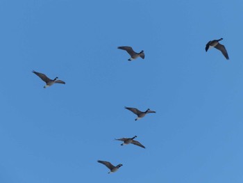 Cackling Goose Fukushimagata Fri, 2/17/2023