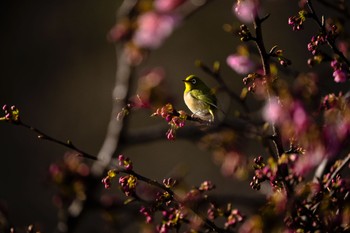 2023年2月17日(金) 南伊豆町の野鳥観察記録