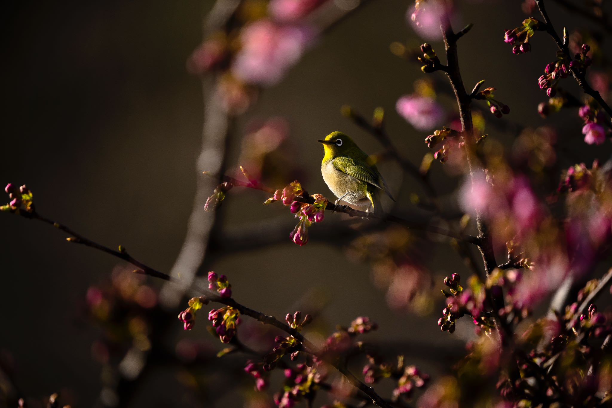 春が来た