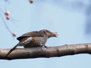 Brown-eared Bulbul Mizumoto Park Sat, 2/18/2023