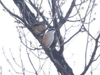 Bull-headed Shrike Mizumoto Park Sat, 2/18/2023