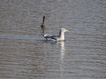 Vega Gull Mizumoto Park Sat, 2/18/2023