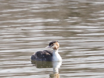 Great Crested Grebe Mizumoto Park Sat, 2/18/2023